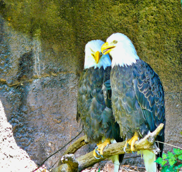Bald Eagle Pair, LR Zoo...