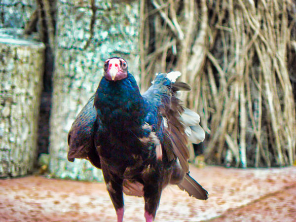 Mortimer the Turkey Vulture/Texas State Aquarium. ...