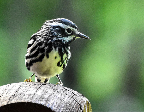 This black and white warbler isn't common around h...