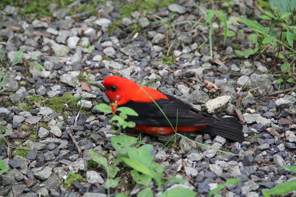 Beautiful Red Tanager I found along side of the ro...