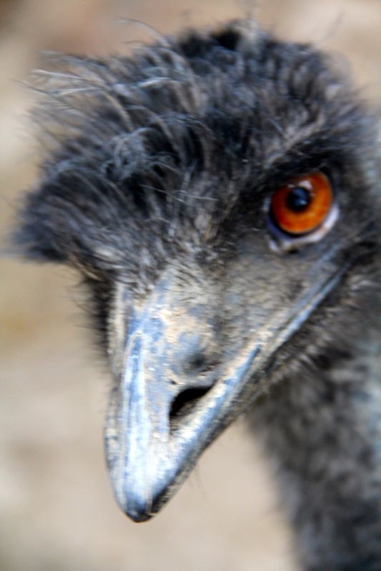 Emus love to get up close and personal...LOL...