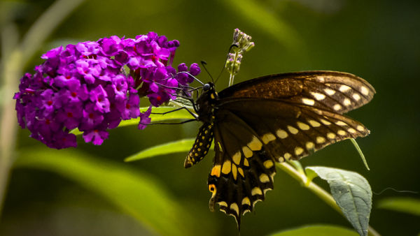 Black Swllowtail nectaring at Butterfly Bush...