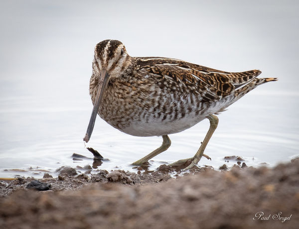 Snipe (Pretty sure this time)...