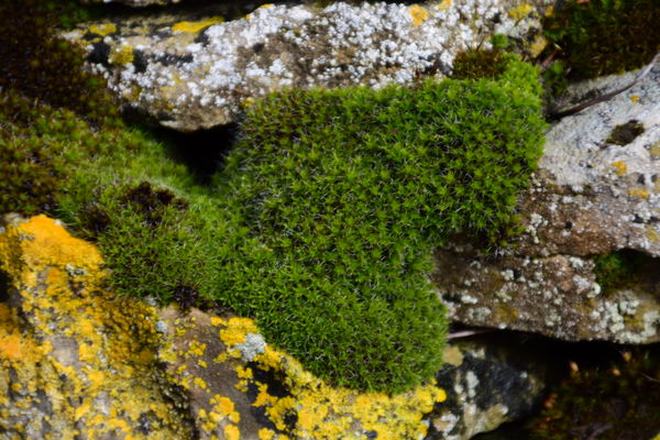 8.  Moss is on most walls...
