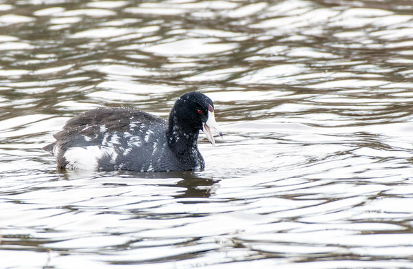 American Coot with red shield on face.  Also, note...