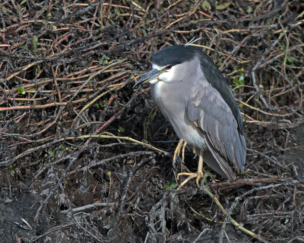Black-crowned Night Heron by dredged ditch...