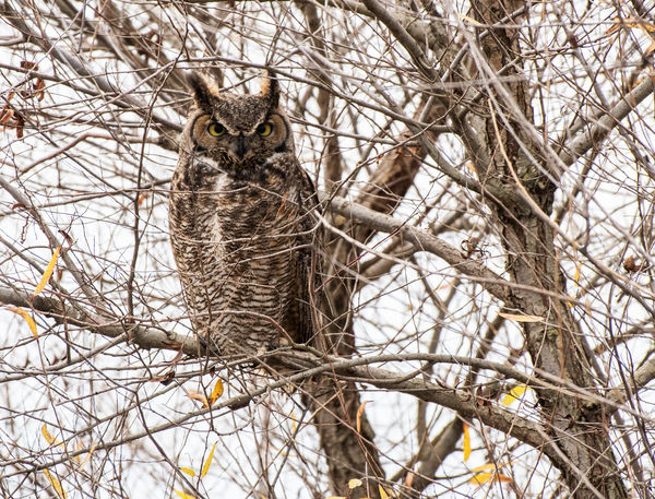 Great Horned Owl, always in the twigs...