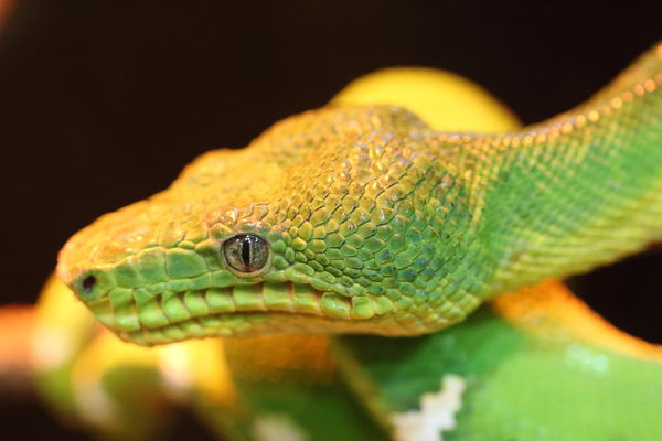 Green Snake...