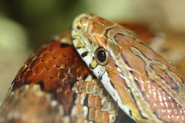 Brown Snake...