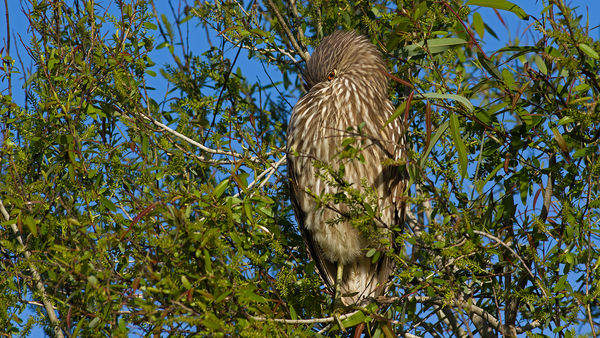 The Shadow Knows. Juvinile Night Heron...