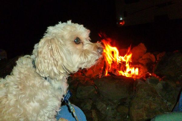 Sitting my the campfire with us on one of our many...