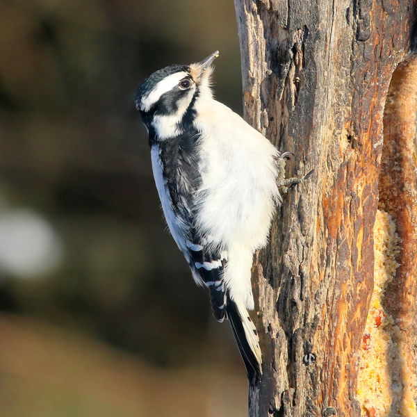 Downy Woodpecker (female)...