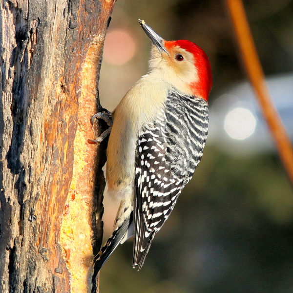 Red-bellied Woodpecker (male)...