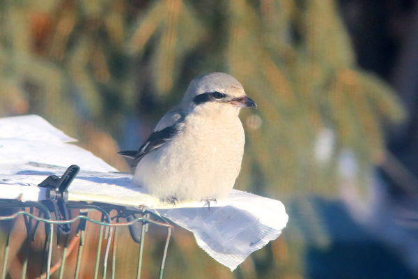 Northern Shrike (mini hawk, hunter of songbirds)...