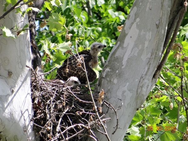 baby Red-Tailed hawks...