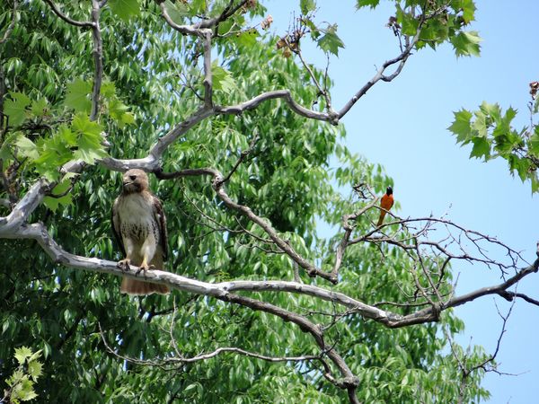 Red-Tailed hawk and Baltimore oriole...
