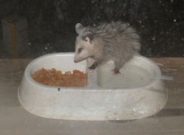 Baby opossum through dirty window...