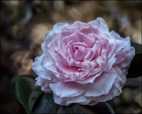 Camellia 'Jerry Donnon' Lensbaby Velvet 56 1/320se...