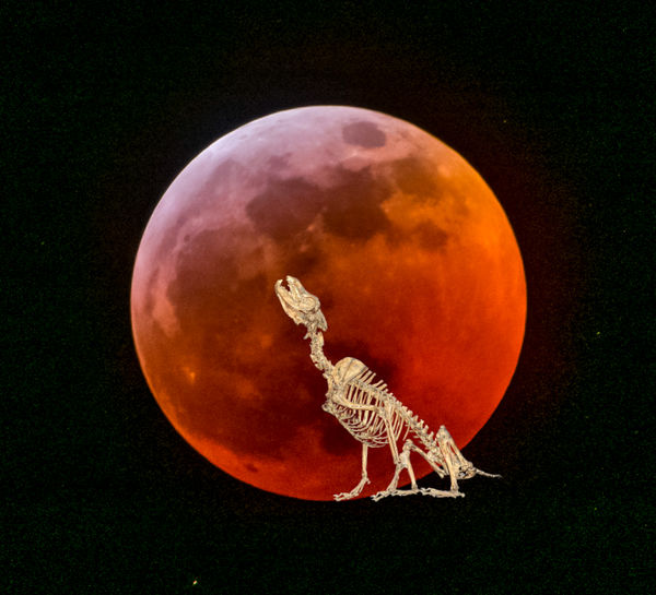 Lunar Eclipse With Dire Wolf...