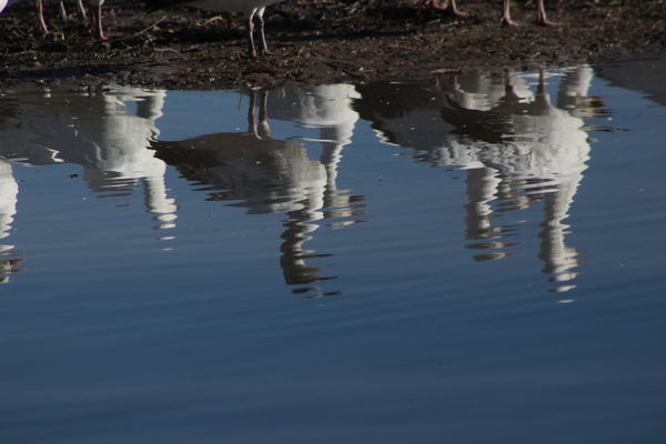 snow geese in reflection...