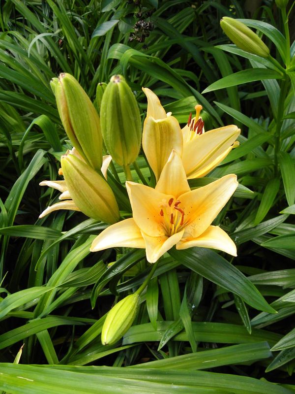 Yellow Lily...