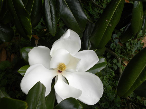Magnolia Blossom...
