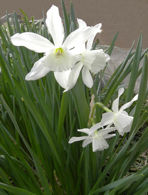 Narcissu "Thalia" Small & Fragrant...