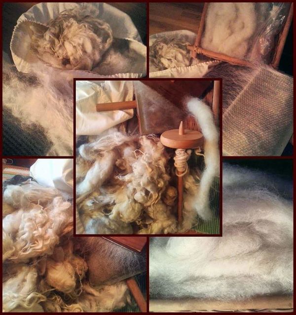 A collage of sheep's hair I am carding for girls t...