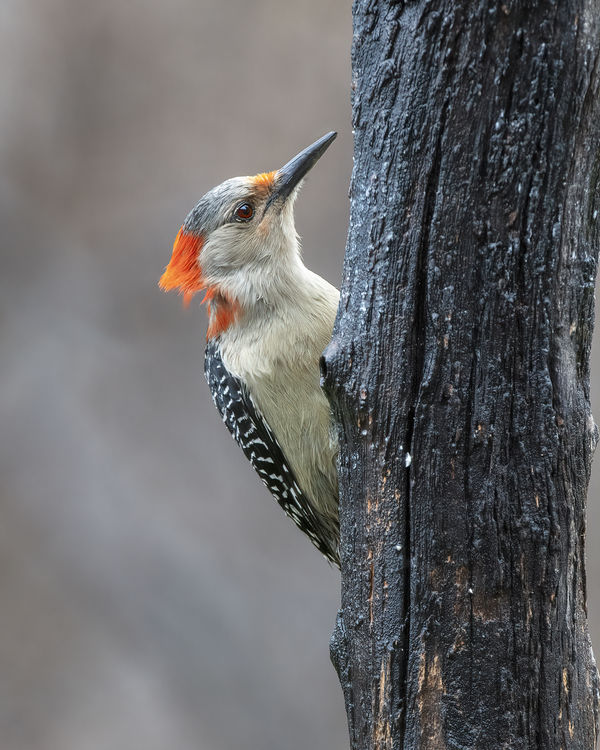 bad hair day for female red bellied woodpecker...