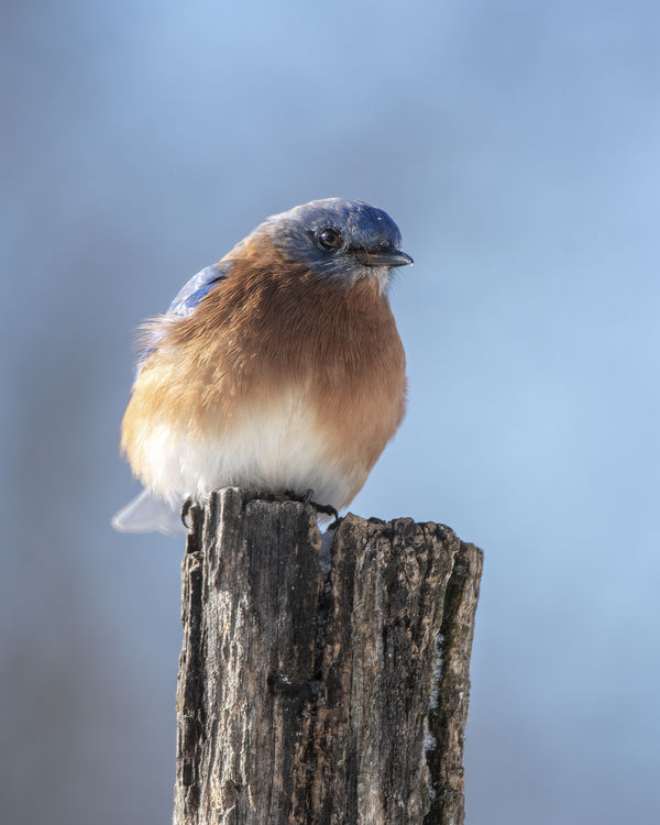 male bluebird...