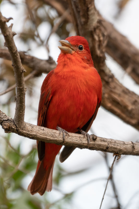 Summer Tanager - repeating the song I had played t...