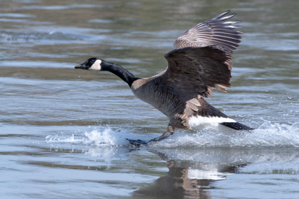 Migrant Canada Goose lands and leaves a wake...