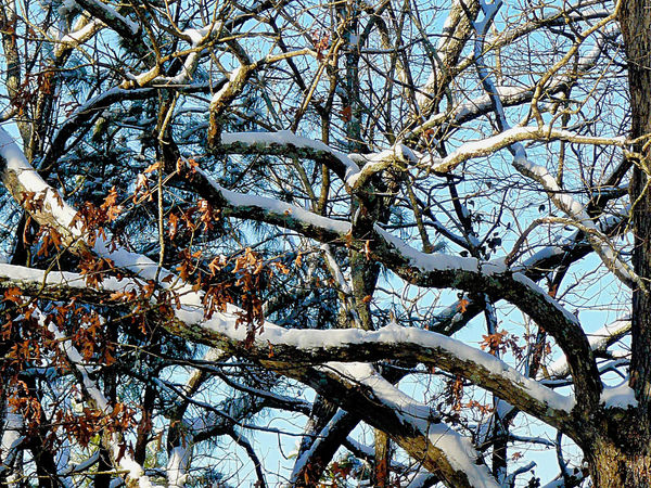 Snow covered Branches....