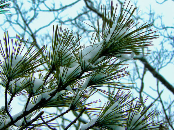 Snow on a Pine Bough...
