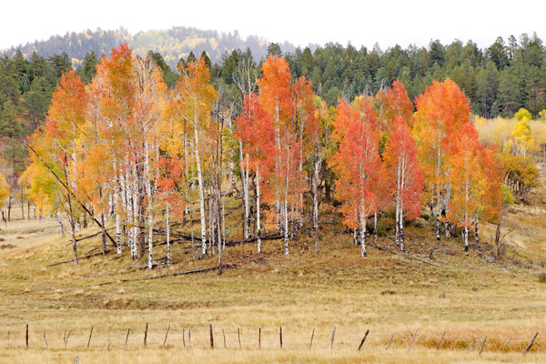 Fall colors along the way from Chama, NM to Antoni...