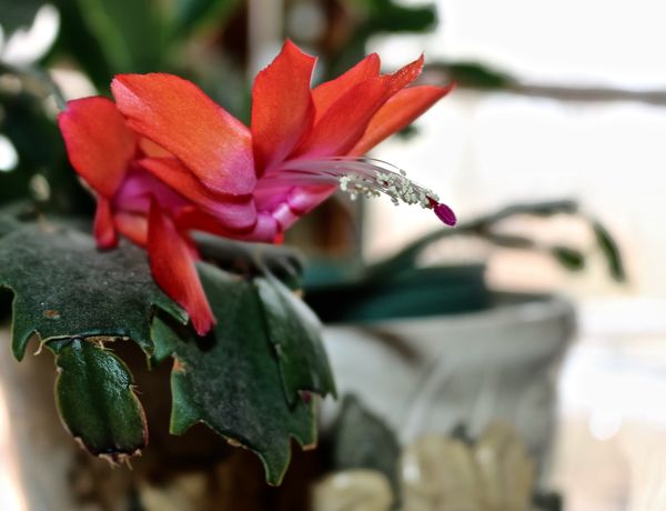My Christmas Cactus bloomed for us!...
