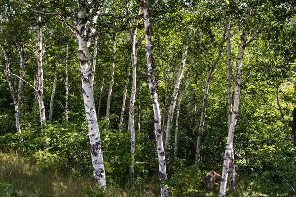 Some Birches in New Hampshire...