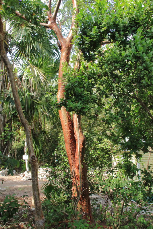 Gumbo Limbo tree, or "tourist" tree because of it'...