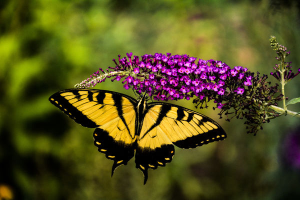 Tiger Swallowtail nectoring at butterfly bish...