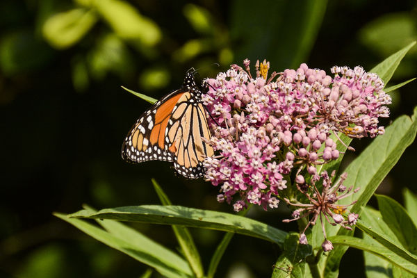 Monarch nectoring at swamp milkweed plant...