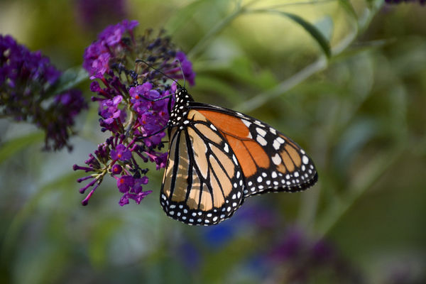Monarch nectoring at butterfly bush...