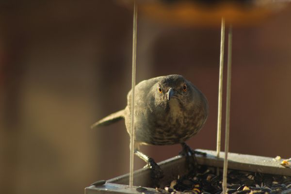 curved bill thrasher giving me the "stink eye"...
