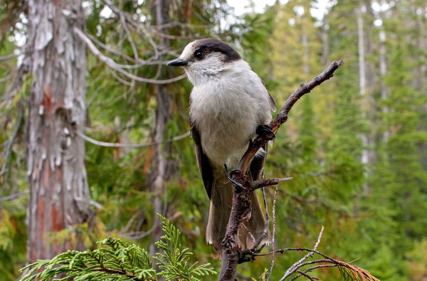 Gray or Canada Jay, Image from the WEB....