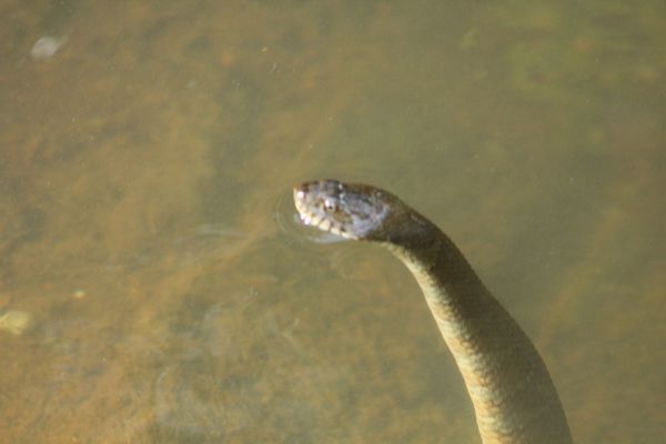 Northern water snake, Nerodia sipedon sipedon head...