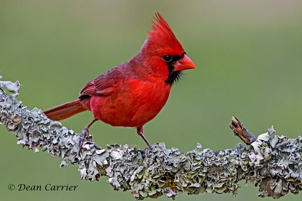 Northern cardinal, Texas...