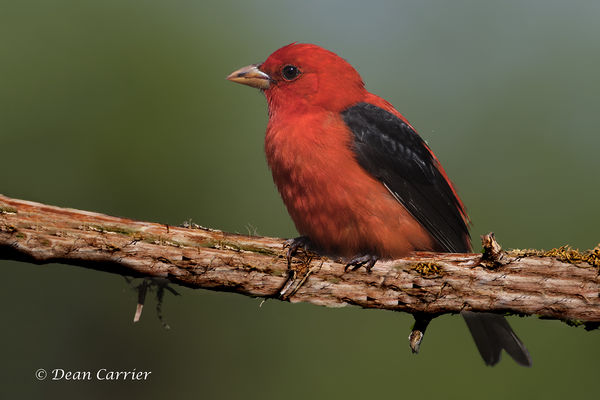 Scarlet tanager Texas...