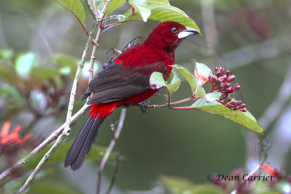 Crimson-backed tanager, Panama...