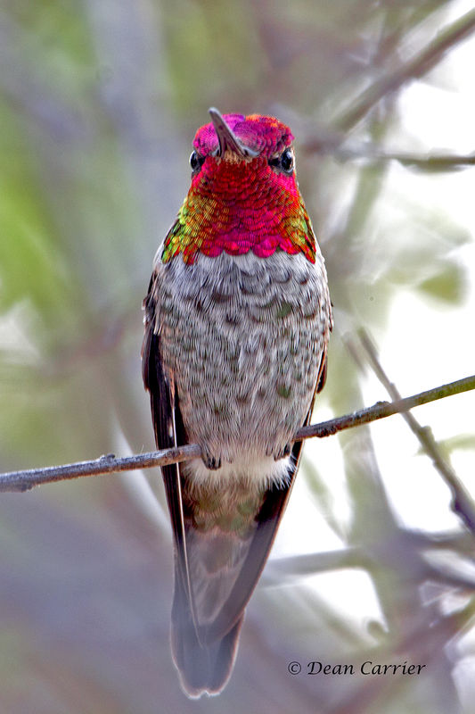 Anna's hummingbird, California...
