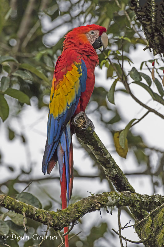 Scarlet macaw, Costa Rioca...