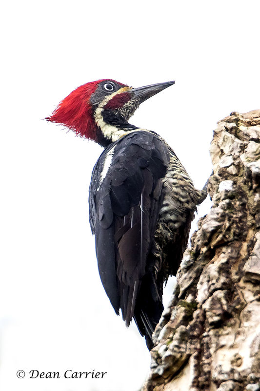 Linneated woodpecker, Panama...
